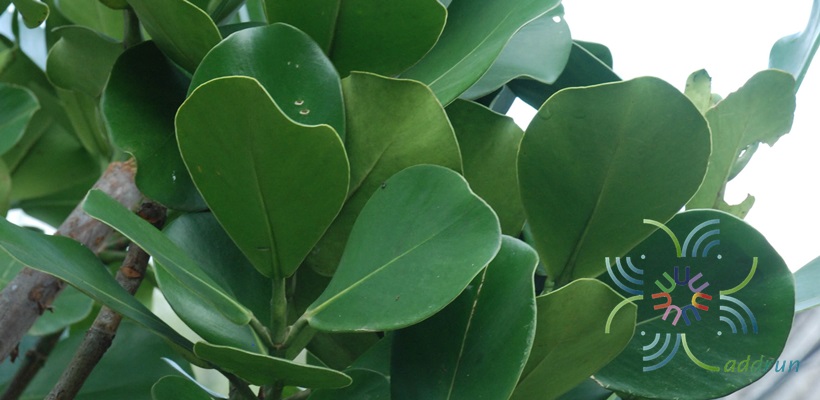 เกล็ดกระโห้ Clusia rosea Jacq.