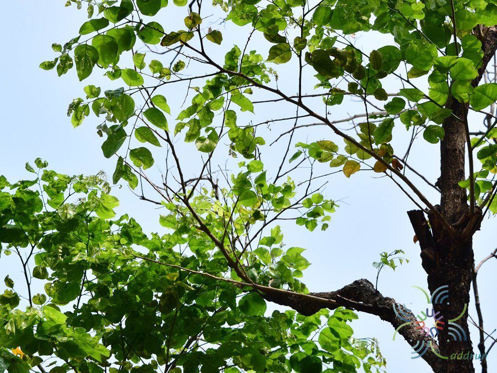 ประดู่บ้าน Pterocarpus indicus Willd.
