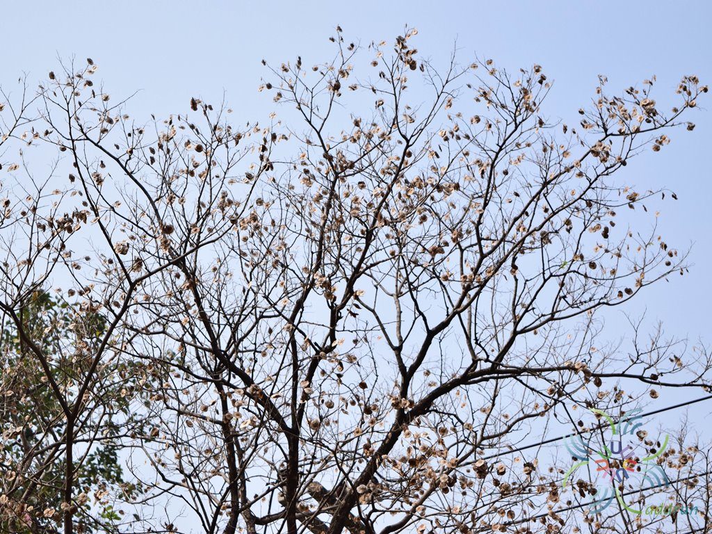 ประดู่บ้าน Pterocarpus indicus Willd.