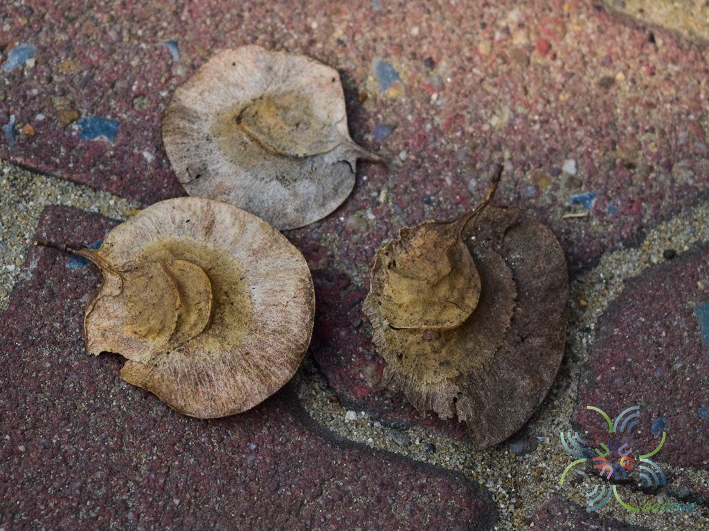 ประดู่บ้าน Pterocarpus indicus Willd.