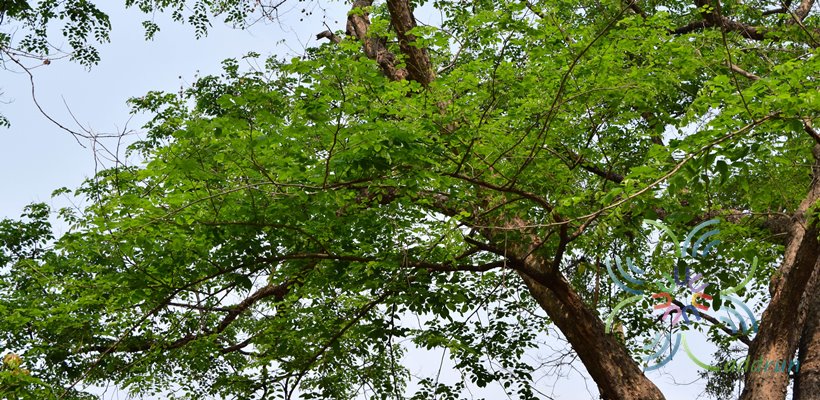 ประดู่บ้าน Pterocarpus indicus Willd.