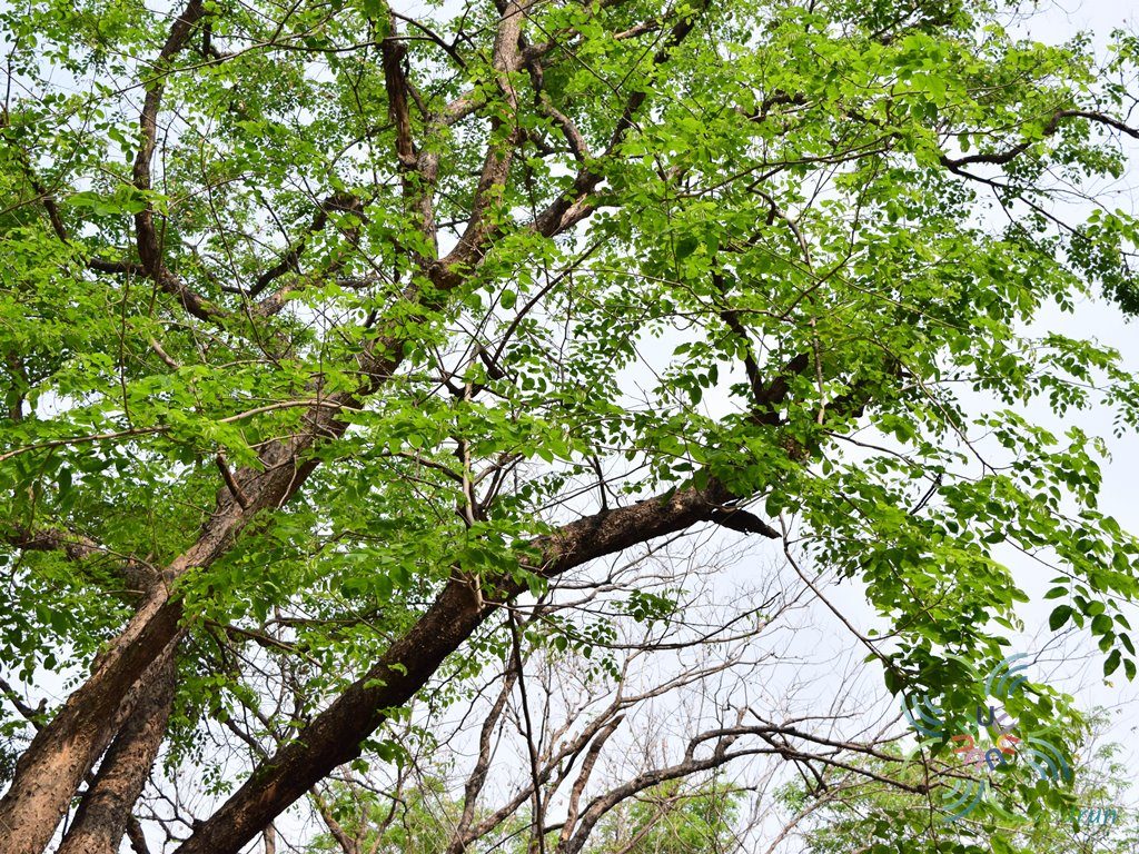 ประดู่บ้าน Pterocarpus indicus Willd.