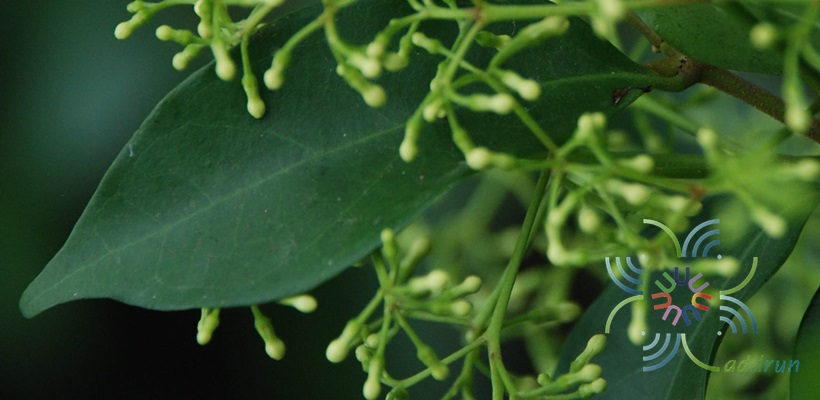 กุมาริกา Parameria laevigata (Juss.) Moldenke