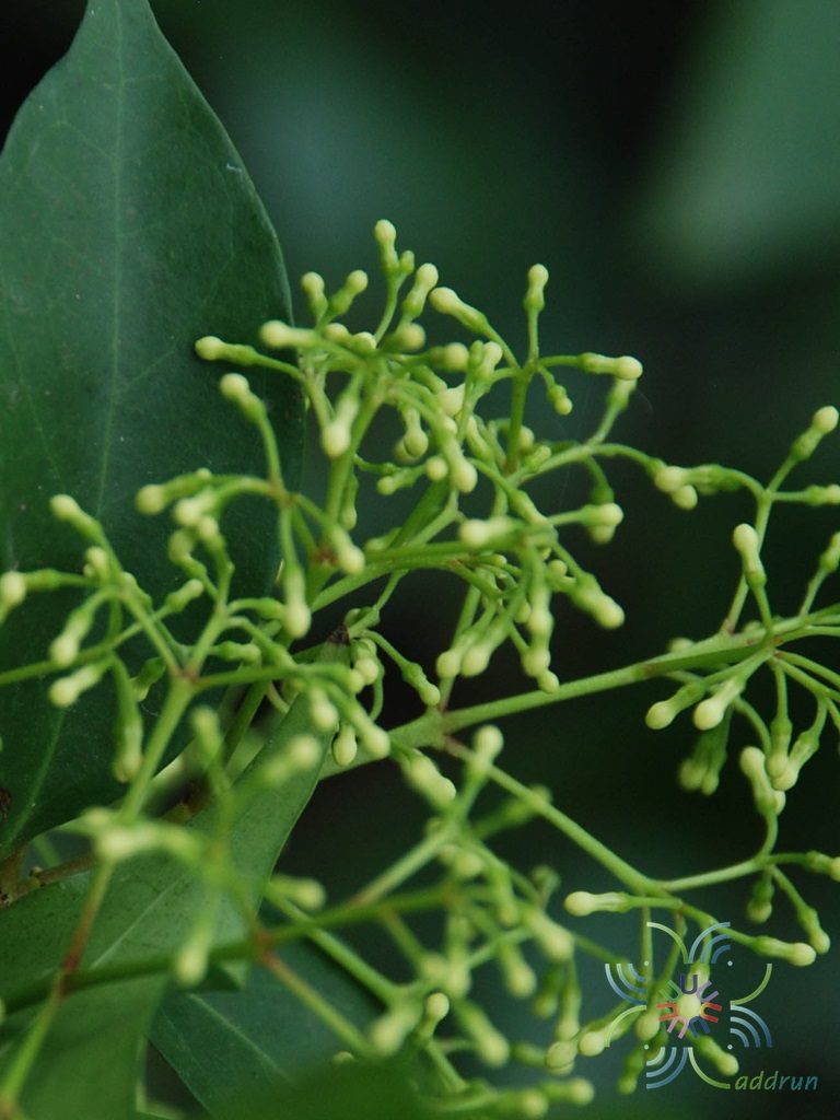 กุมาริกา Parameria laevigata (Juss.) Moldenke