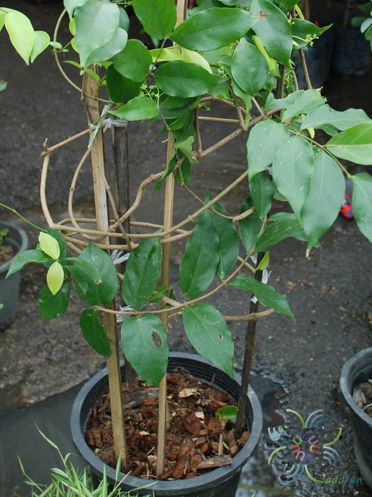 กุมาริกา Parameria laevigata (Juss.) Moldenke