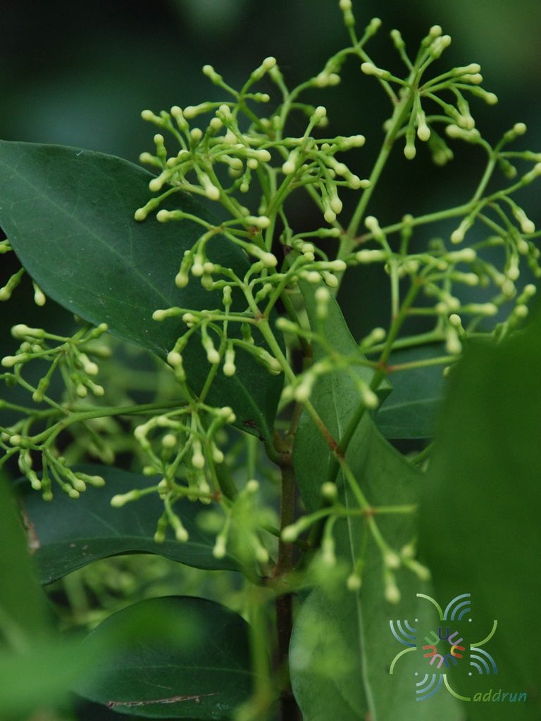 กุมาริกา Parameria laevigata (Juss.) Moldenke