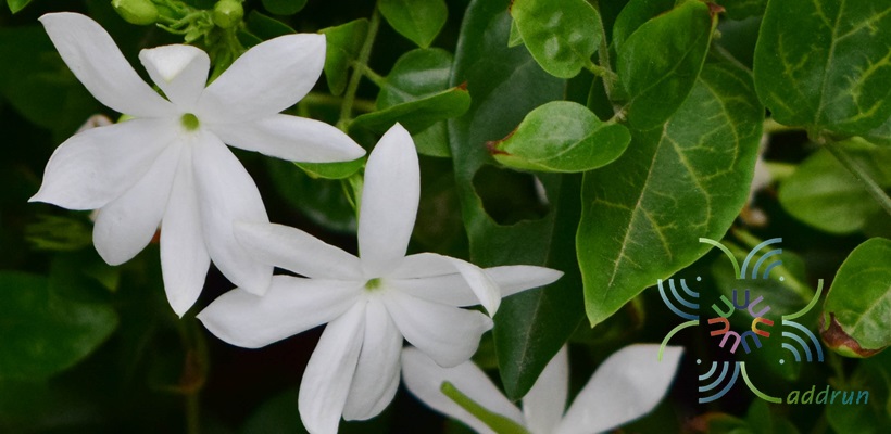 มะลุลี Jasminum multiflorum (Burm.f.) Andrews