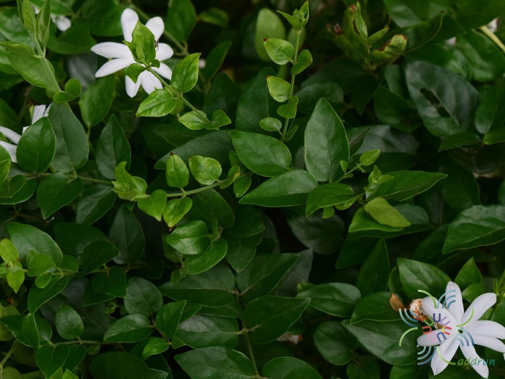 มะลุลี Jasminum multiflorum (Burm.f.) Andrews