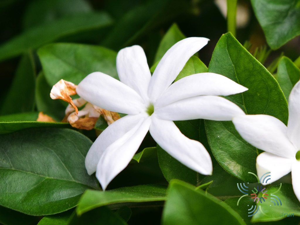 มะลุลี Jasminum multiflorum (Burm.f.) Andrews