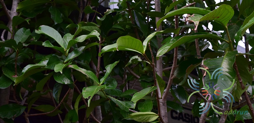 ชมพู่มะเหมี่ยว Syzygium malaccense (L.) Merr. & L.M.Perry