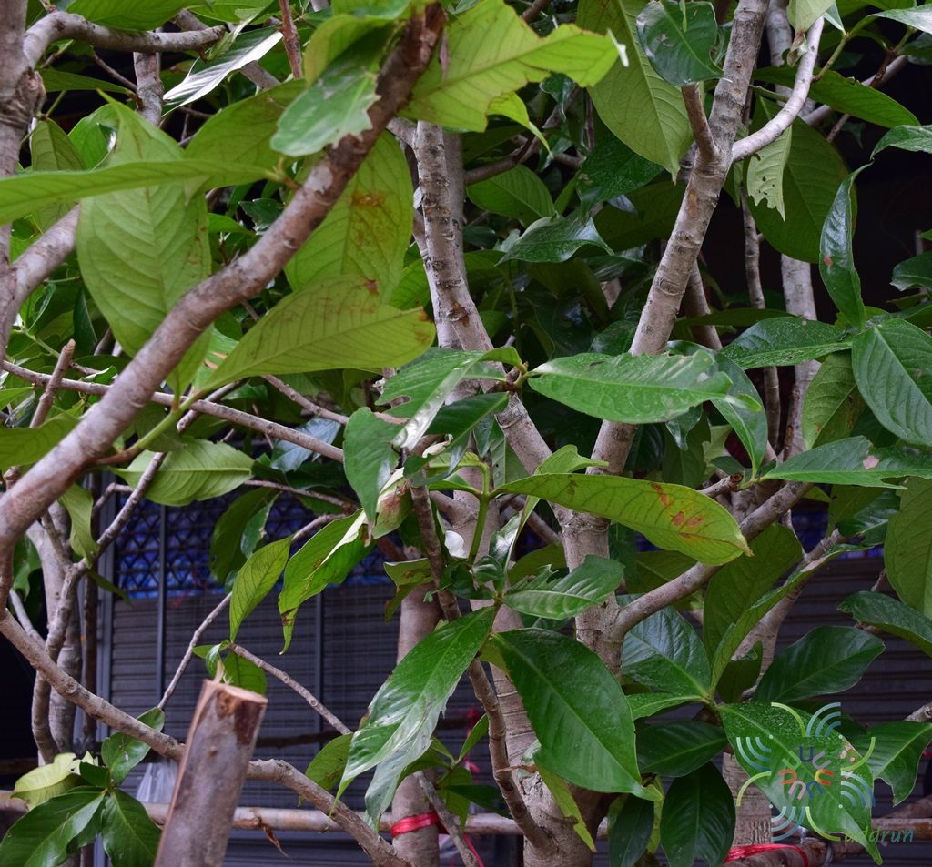 ชมพู่มะเหมี่ยว Syzygium malaccense (L.) Merr. & L.M.Perry