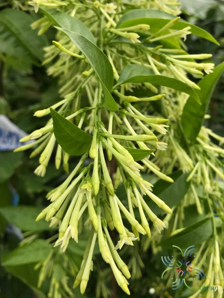 ราตรี Cestrum nocturnum L.