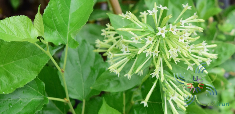 ราตรี Cestrum nocturnum L.