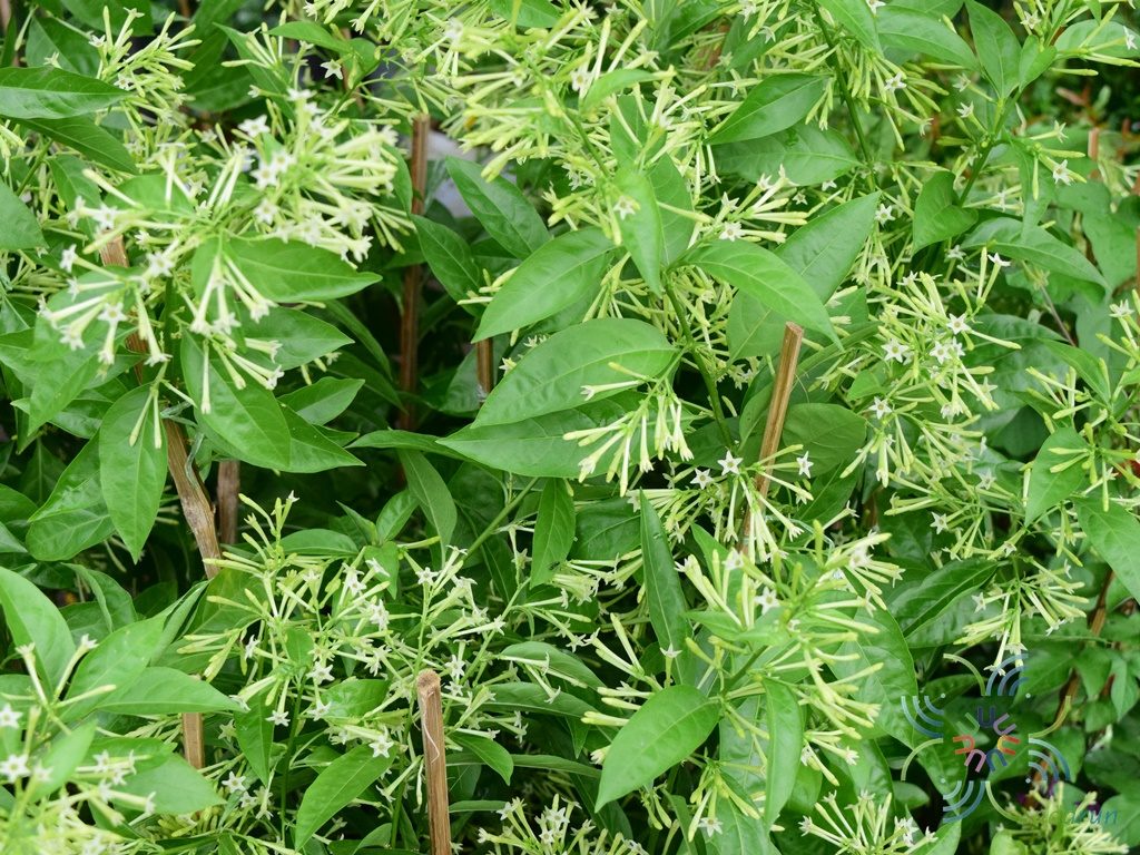 ราตรี Cestrum nocturnum L.
