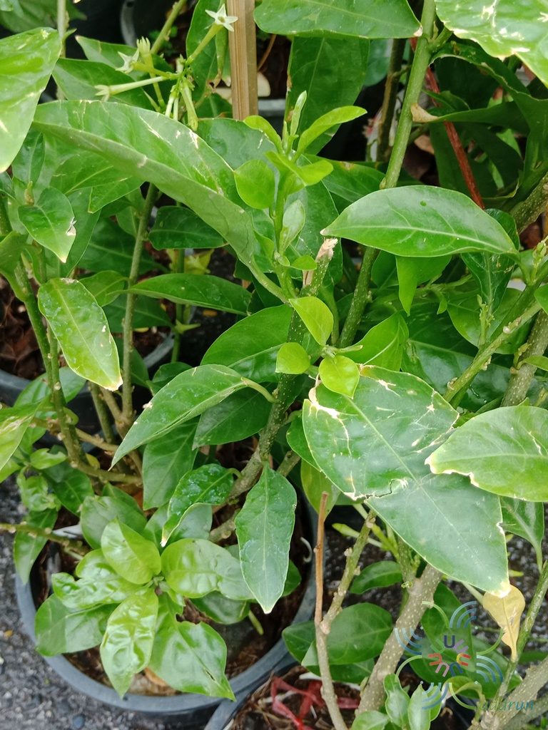 ราตรี Cestrum nocturnum L.