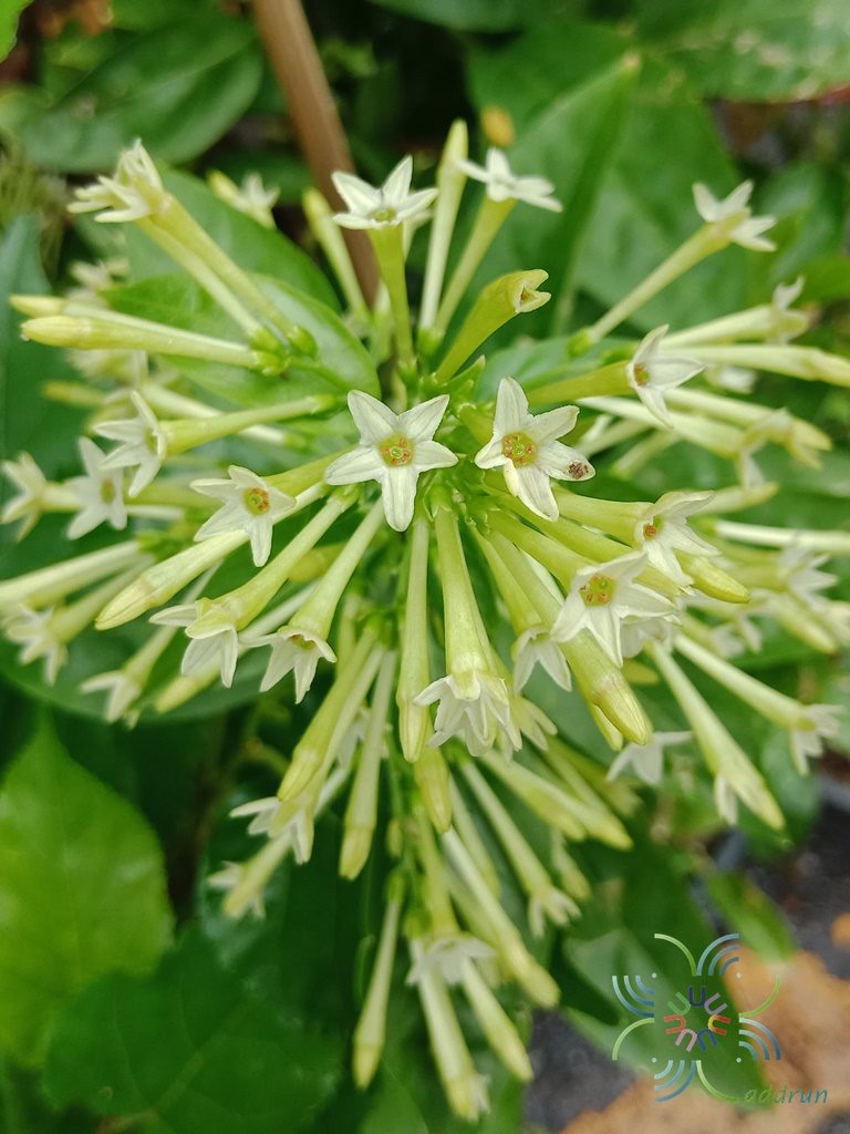 ราตรี Cestrum nocturnum L.
