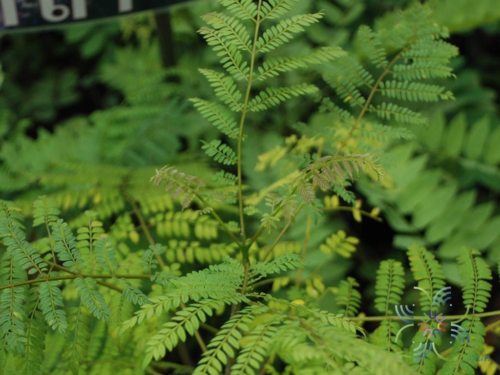 ศรีตรัง Jacaranda obtusifolia Bonpl.