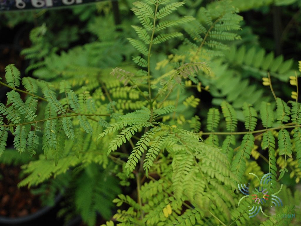 ศรีตรัง Jacaranda obtusifolia Bonpl.