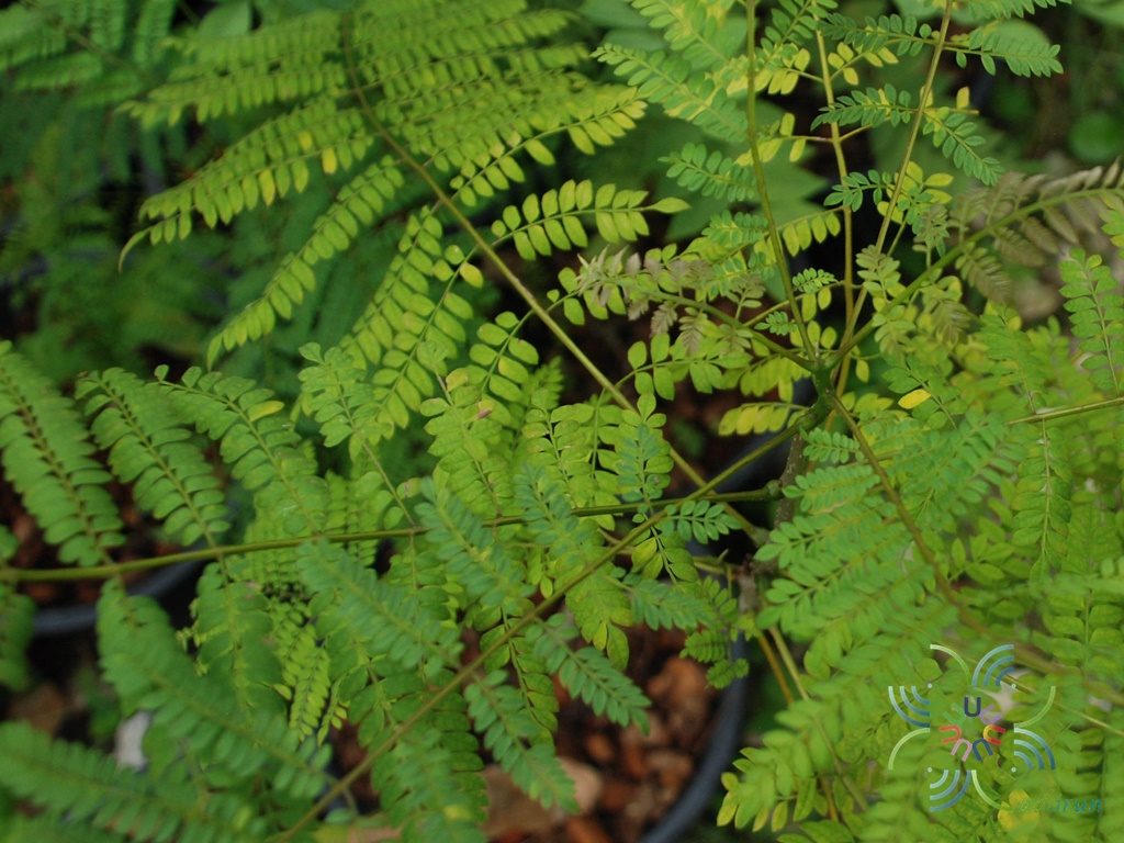 ศรีตรัง Jacaranda obtusifolia Bonpl.