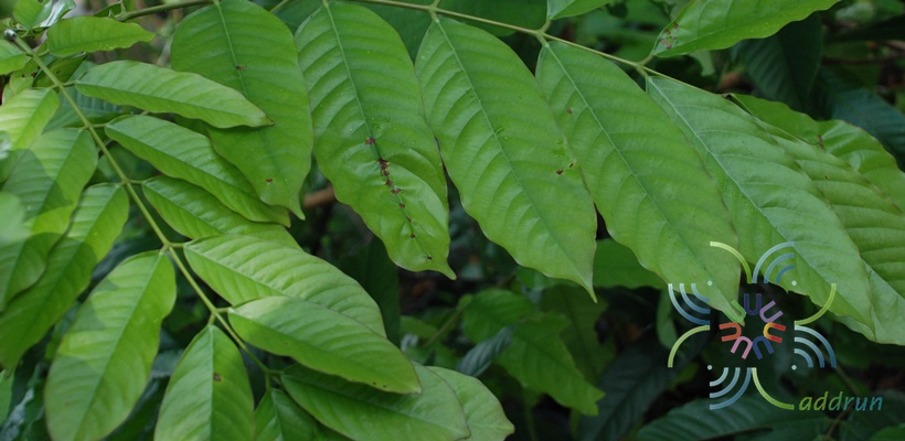 ศรียะลา Saraca thaipingensis Cantley ex Prain