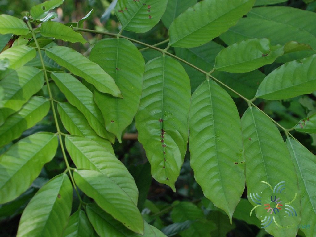 ศรียะลา Saraca thaipingensis Cantley ex Prain