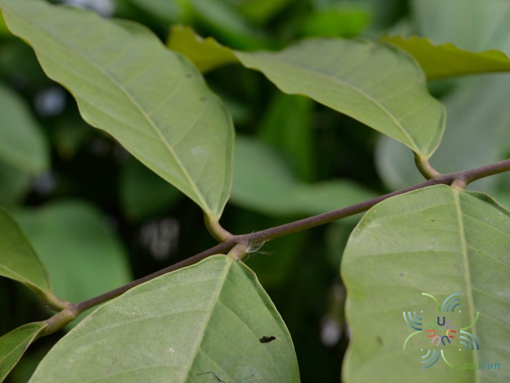 ศรียะลา Saraca thaipingensis Cantley ex Prain