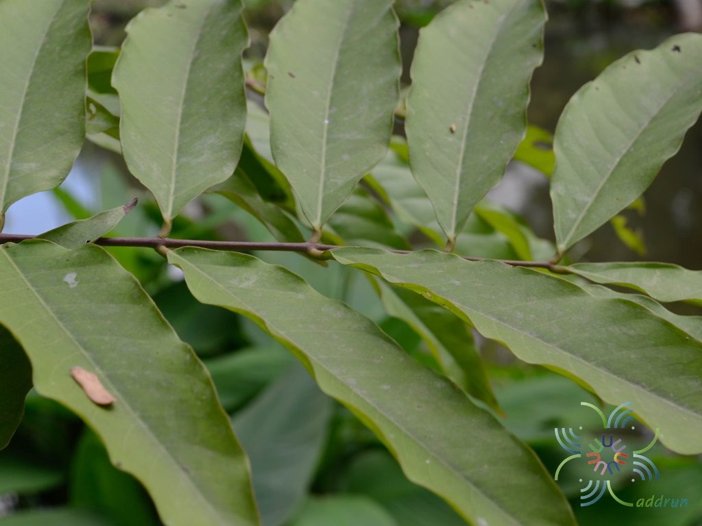 ศรียะลา Saraca thaipingensis Cantley ex Prain