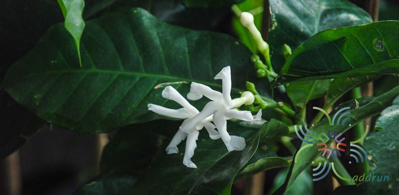 พุดดาราราย Tabernaemontana cerifera Pancher & Sebert