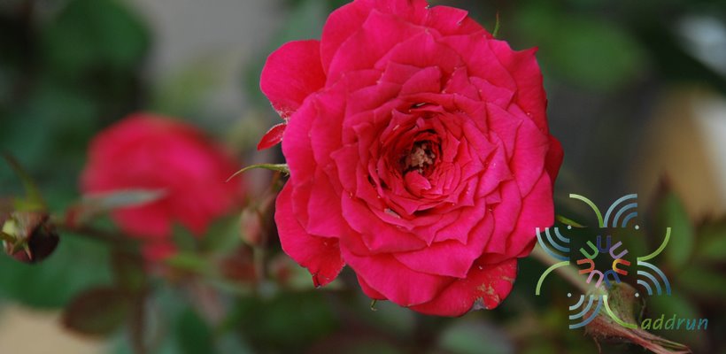 กุหลาบหนู Rosa chinensis Jacq. var minima Voss.