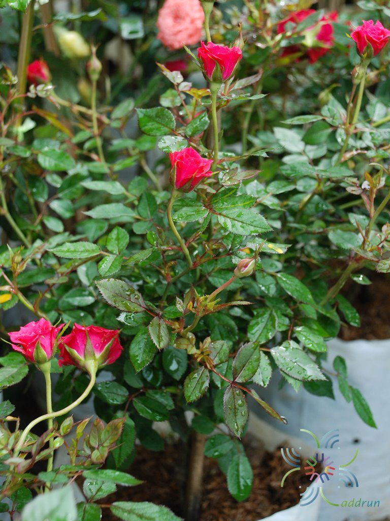 กุหลาบหนู Rosa chinensis Jacq. var minima Voss.