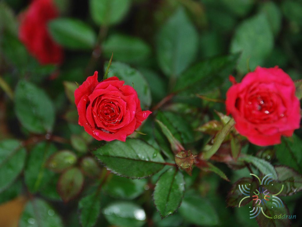 กุหลาบหนู Rosa chinensis Jacq. var minima Voss.
