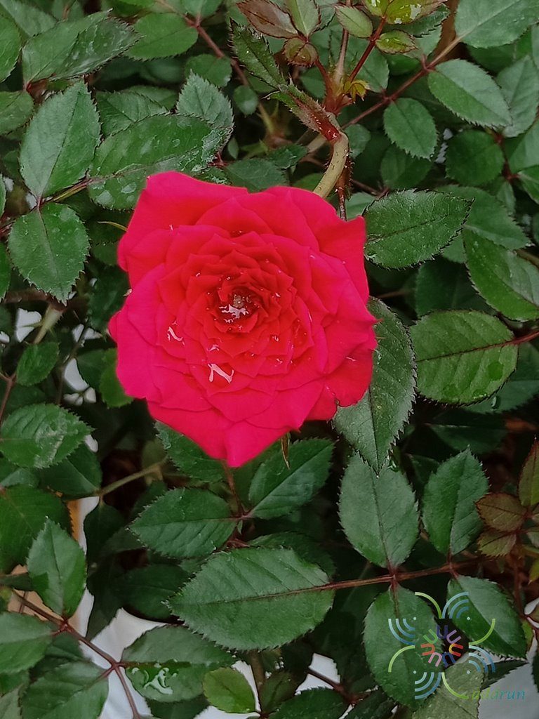 กุหลาบหนู Rosa chinensis Jacq. var minima Voss.