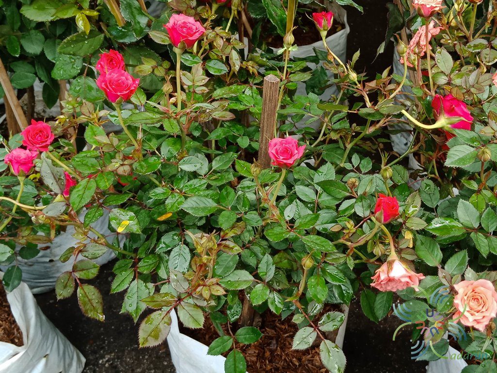 กุหลาบหนู Rosa chinensis Jacq. var minima Voss.