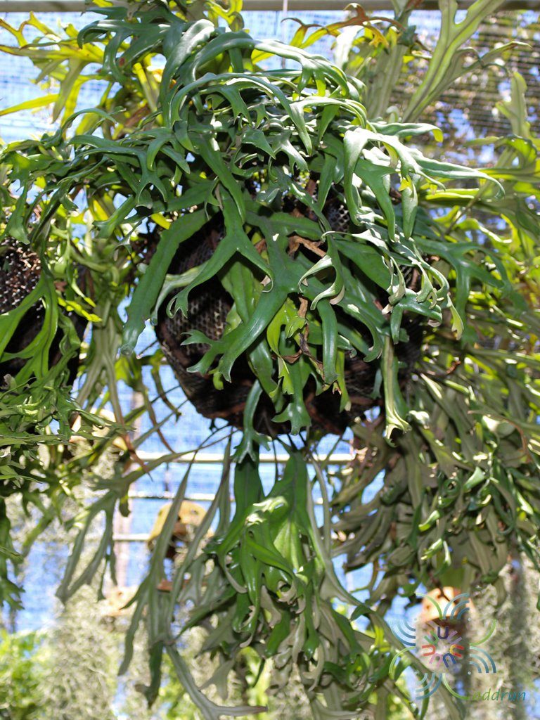 เฟินไพโรเซีย Pyrrosia longifolia (Burm. f.) C.V. Morton
