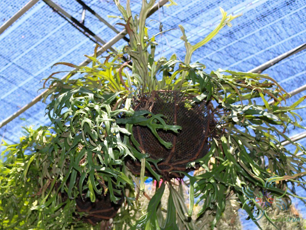 เฟินไพโรเซีย Pyrrosia longifolia (Burm. f.) C.V. Morton