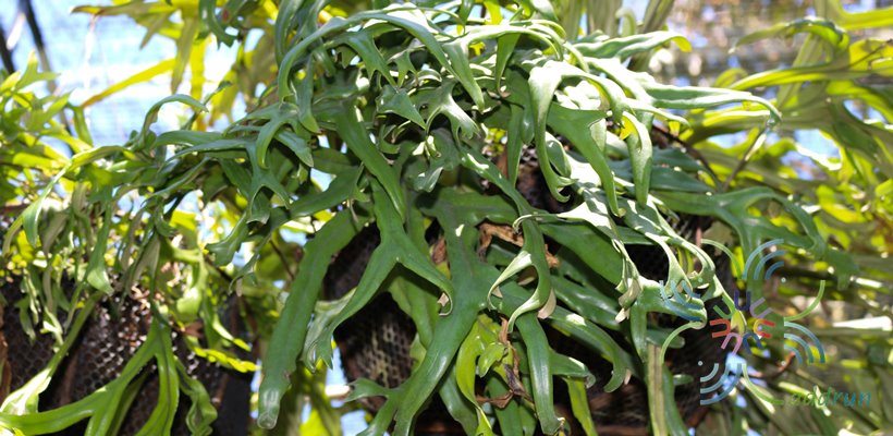 เฟินไพโรเซีย Pyrrosia longifolia (Burm. f.) C.V. Morton