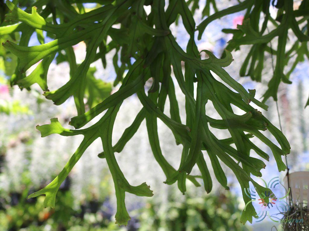 เฟินไพโรเซีย Pyrrosia longifolia (Burm. f.) C.V. Morton