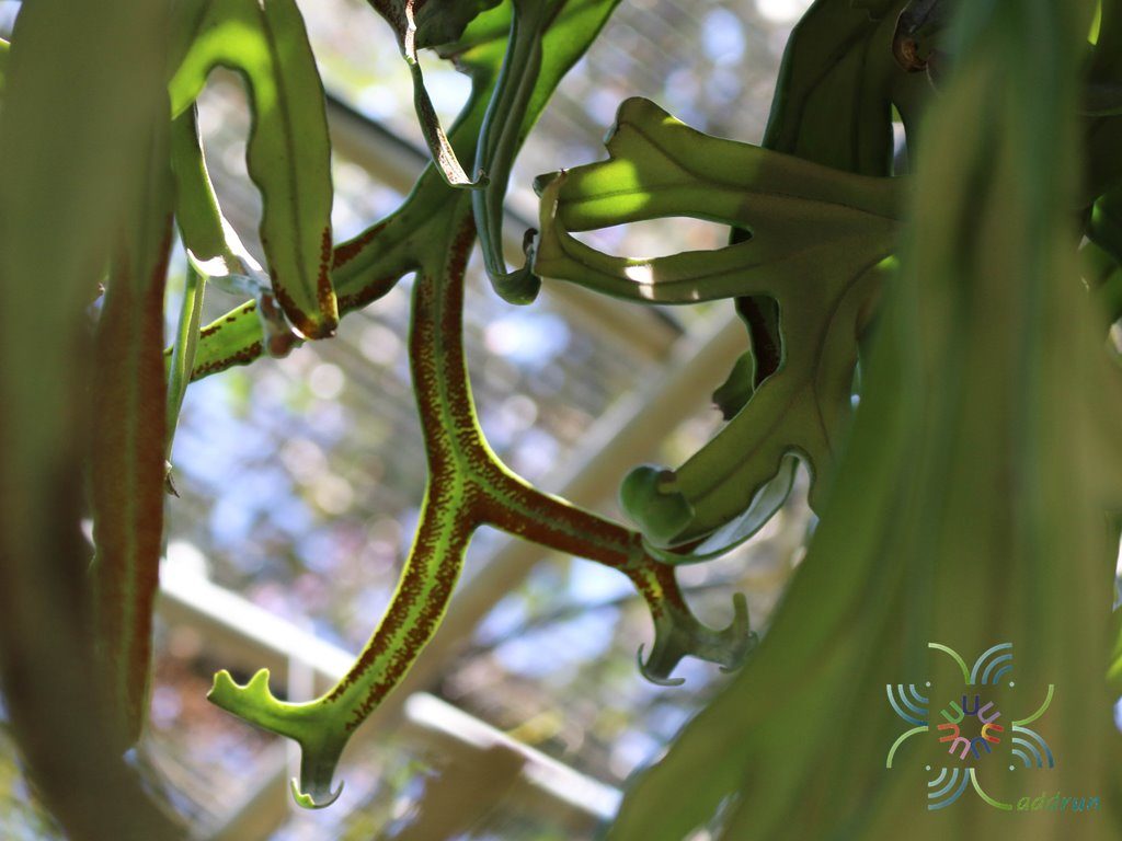 เฟินไพโรเซีย Pyrrosia longifolia (Burm. f.) C.V. Morton