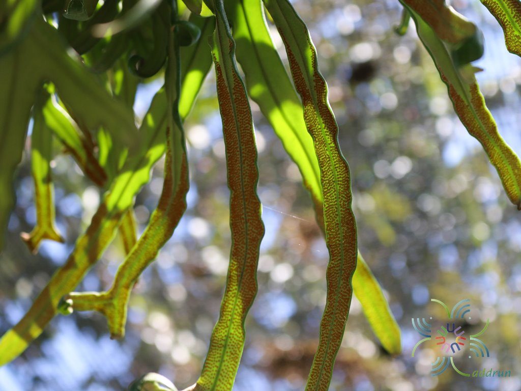 เฟินไพโรเซีย Pyrrosia longifolia (Burm. f.) C.V. Morton