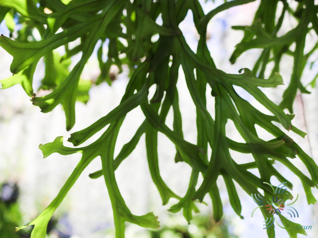 เฟินไพโรเซีย Pyrrosia longifolia (Burm. f.) C.V. Morton