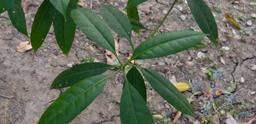 กันเกรา Fagraea fragrans Roxb.