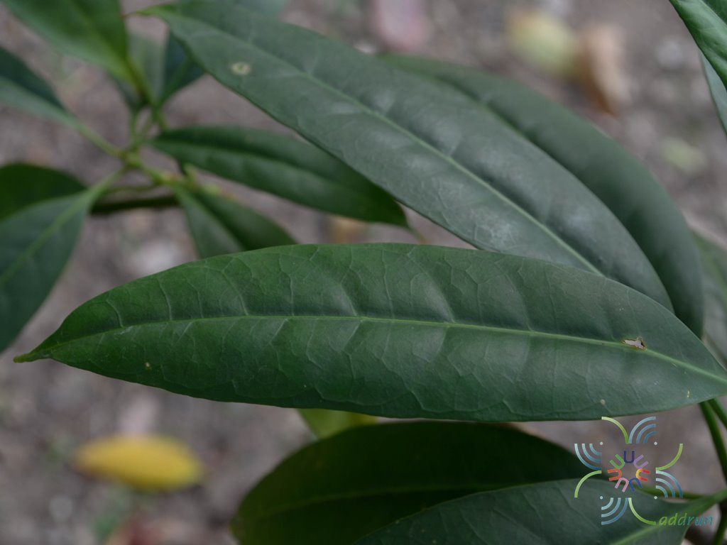กันเกรา Fagraea fragrans Roxb.