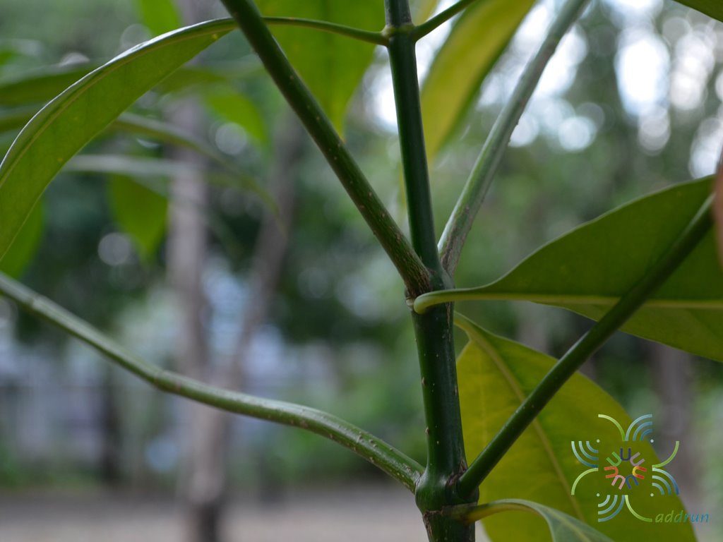 กันเกรา Fagraea fragrans Roxb.