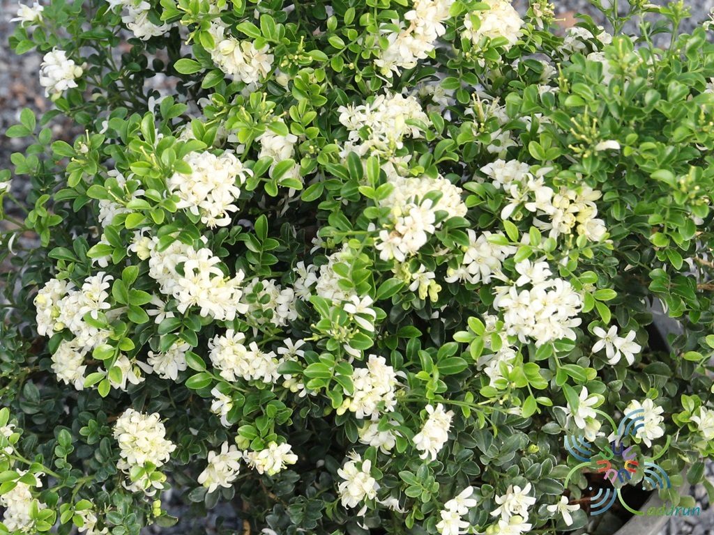 แก้วแคระ Murraya paniculata (L.) Jack