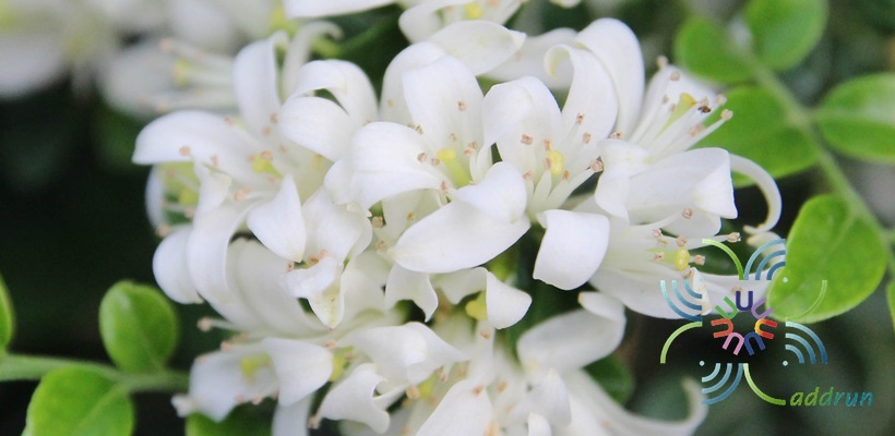 แก้วแคระ Murraya paniculata (L.) Jack