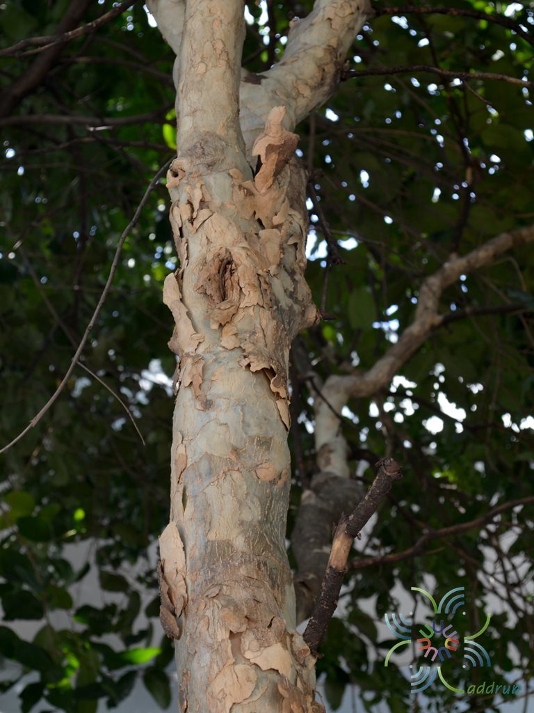 แก้วเจ้าจอม Guaiacum officinale L.