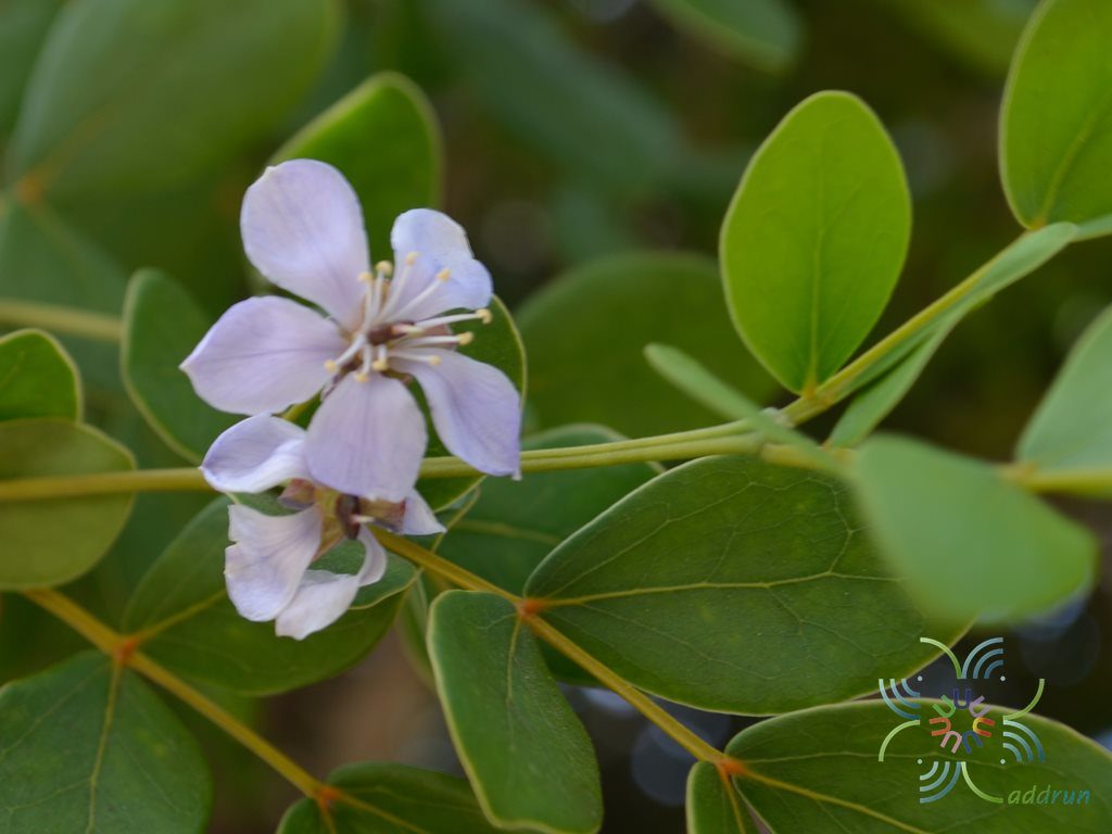 แก้วเจ้าจอม Guaiacum officinale L.