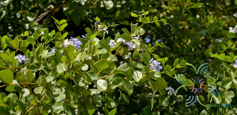 แก้วเจ้าจอม Guaiacum officinale L.