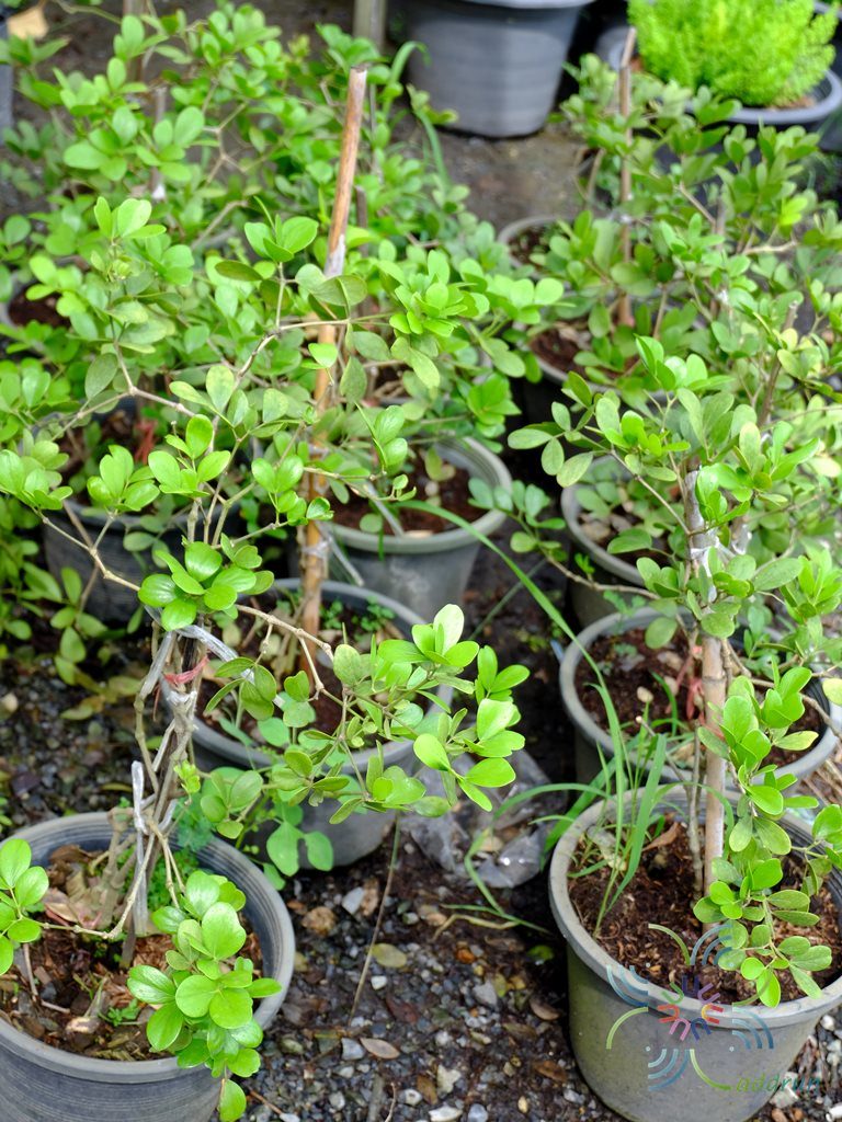 แก้วเจ้าจอม Guaiacum officinale L.