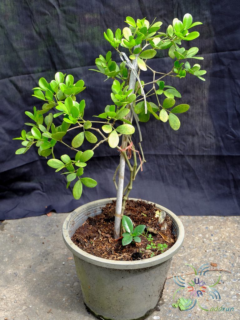 แก้วเจ้าจอม Guaiacum officinale L.